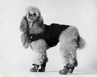 Charming Poodle Fine Art Print - Perfect for Home Decor