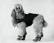 Charming Poodle Fine Art Print - Perfect for Home Decor