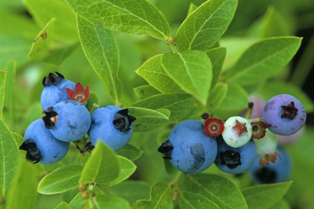 Close Up of Blueberries Fine Art Print - Perfect for Home or Office
