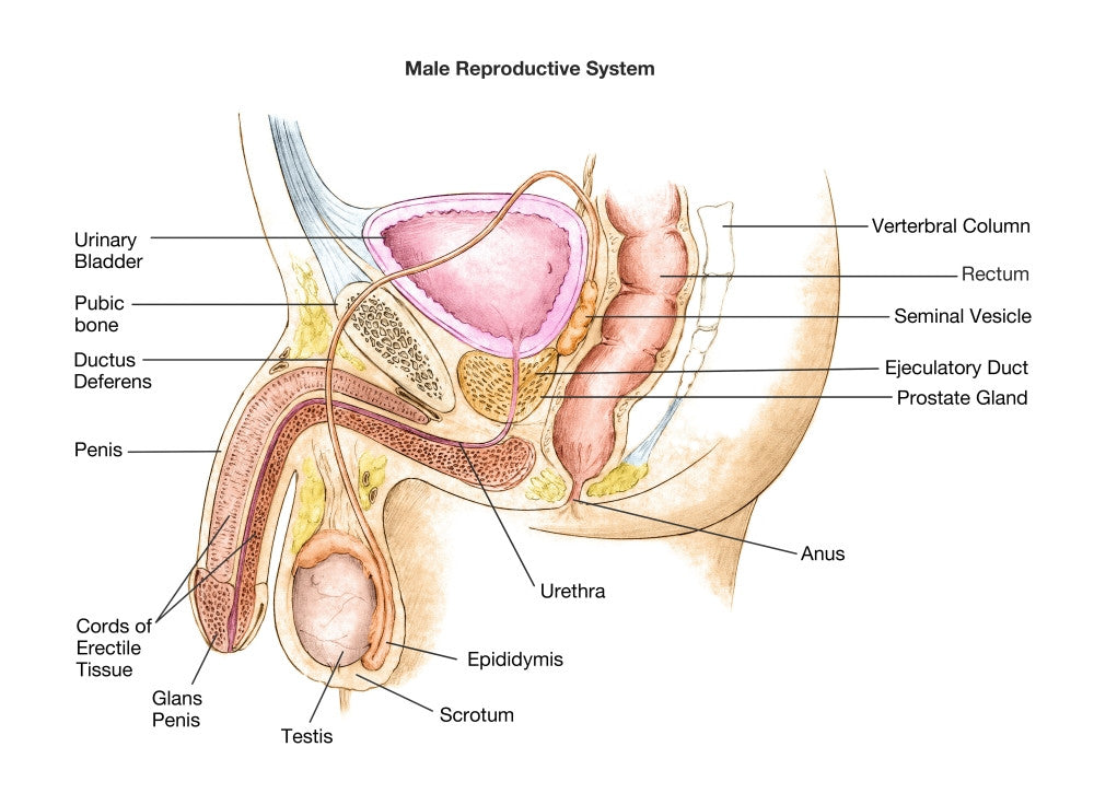 Male Reproductive System Fine Art Print by Spencer Sutton