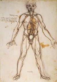 Leonardo da Vinci Anatomy Study Fine Art Print - C1494