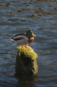 A Drake Mallard Perched on a Piling - Astoria, Oregon Fine Art Print by Robert L. Potts
