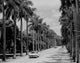 USA, Florida McGregor Blvd Royal Palms Poster Print