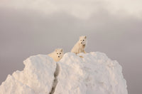 Stunning Arctic Foxes Poster Print by Tom Soucek | Churchill, Manitoba