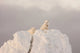 Stunning Arctic Foxes Poster Print by Tom Soucek | Churchill, Manitoba