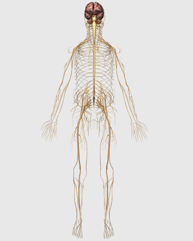 Medical Illustration of Peripheral Nervous System Poster Print