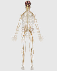 Medical Illustration of Peripheral Nervous System Poster Print