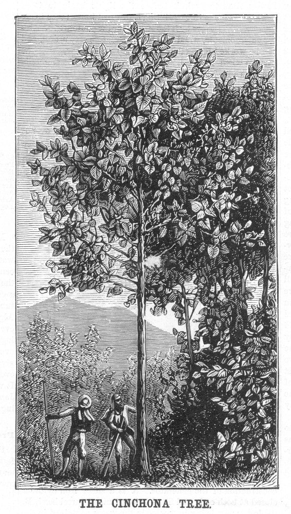 Cinchona Tree Line Engraving Poster Print (1878) by Granger Collection