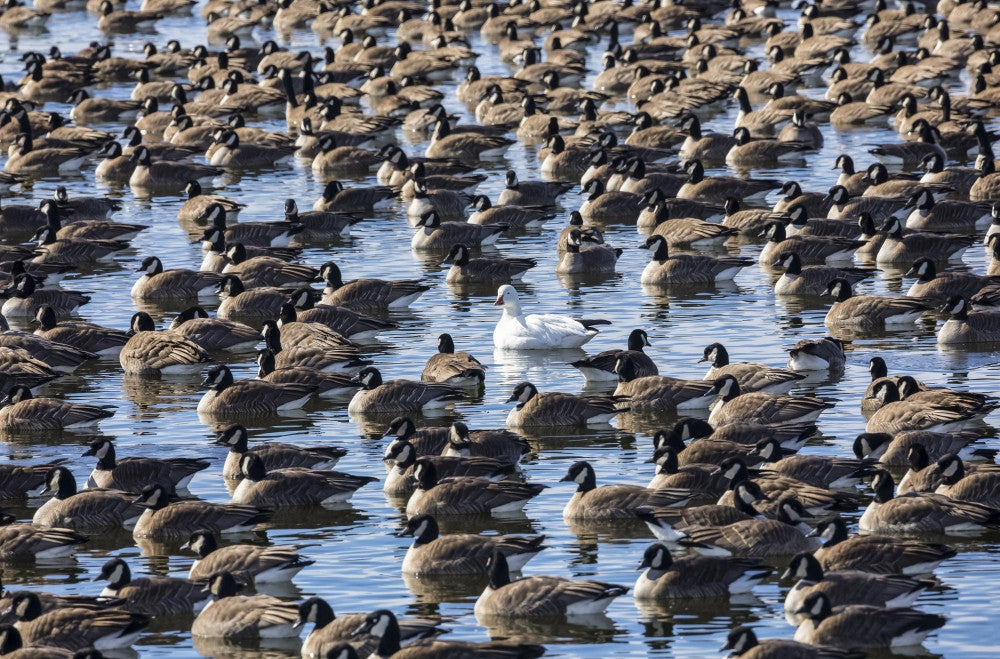 Snow Goose and Canada Geese Water Print by Vic Schendel