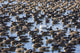 Snow Goose and Canada Geese Water Print by Vic Schendel