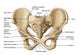 Detailed Human Pelvic Bone Anatomy Fine Art Print