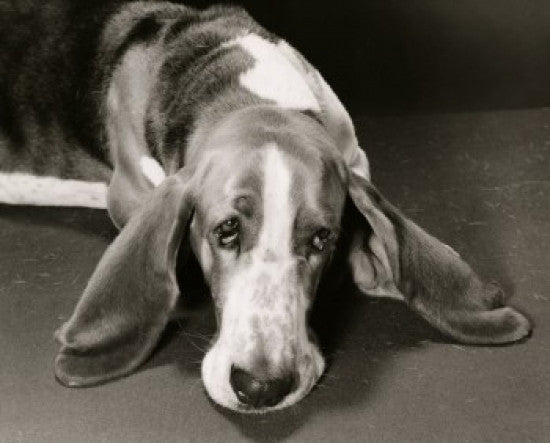 Charming Basset Hound Fine Art Print - Multiple Sizes Available