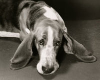 Charming Basset Hound Fine Art Print - Multiple Sizes Available