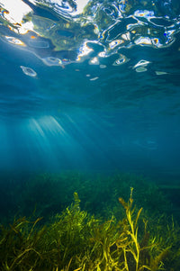 Barton Springs Vegetation Fine Art Print by Jennifer Idol
