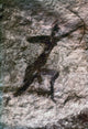 Algeria Cave Art Rock Painting from Tassili-Des-Ajjer Fine Art Print