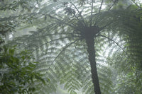 Cloud Forest Ceiling Fine Art Print - Costa Rica