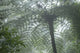 Cloud Forest Ceiling Fine Art Print - Costa Rica