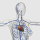 Circulatory System Medical Illustration Poster Print - 28x28 & 14x14