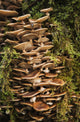 Mushrooms and Moss Fine Art Print by Robert L. Potts