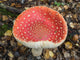 Close-up of Red Mushroom in Forest - Fine Art Print
