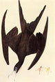 Magnificent Frigate Bird Fine Art Print by John James Audubon