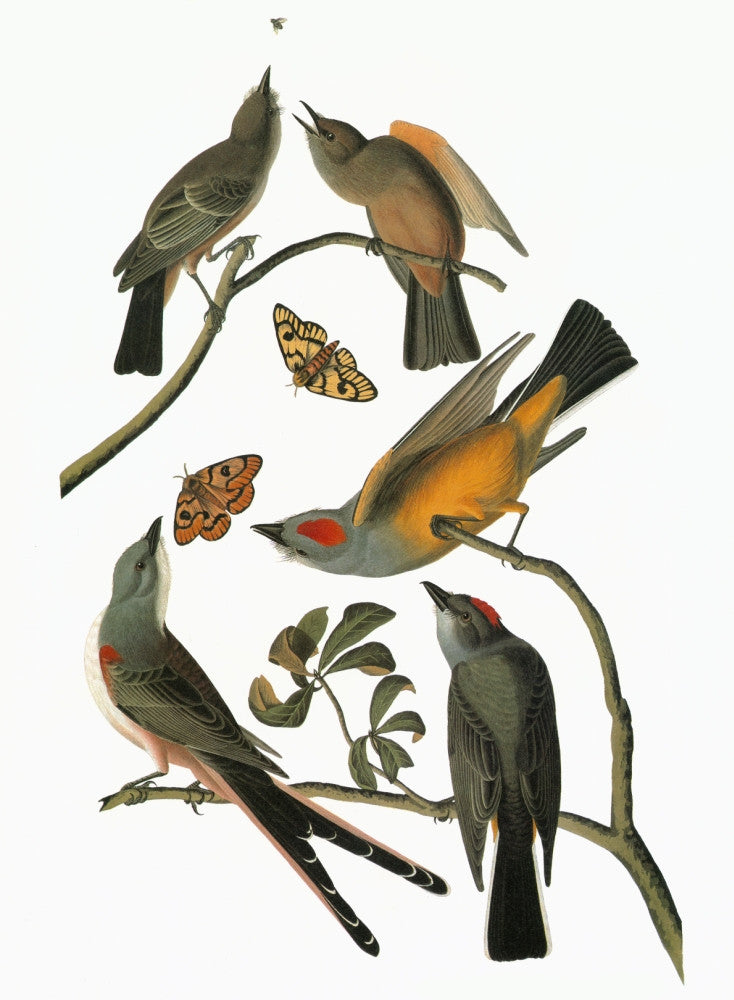 Audubon Flycatchers Fine Art Print - Birds of America Engraving
