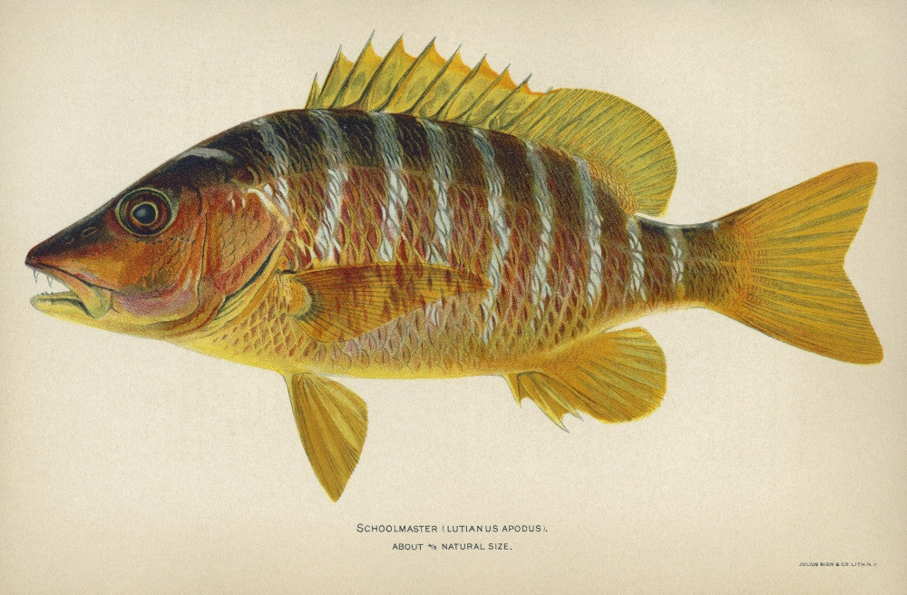 Fish: Schoolmaster Snapper Fine Art Print by Julius Bien, 1903