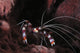 Banded Coral Shrimp on Caribbean Reef Fine Art Print by Karen Doody