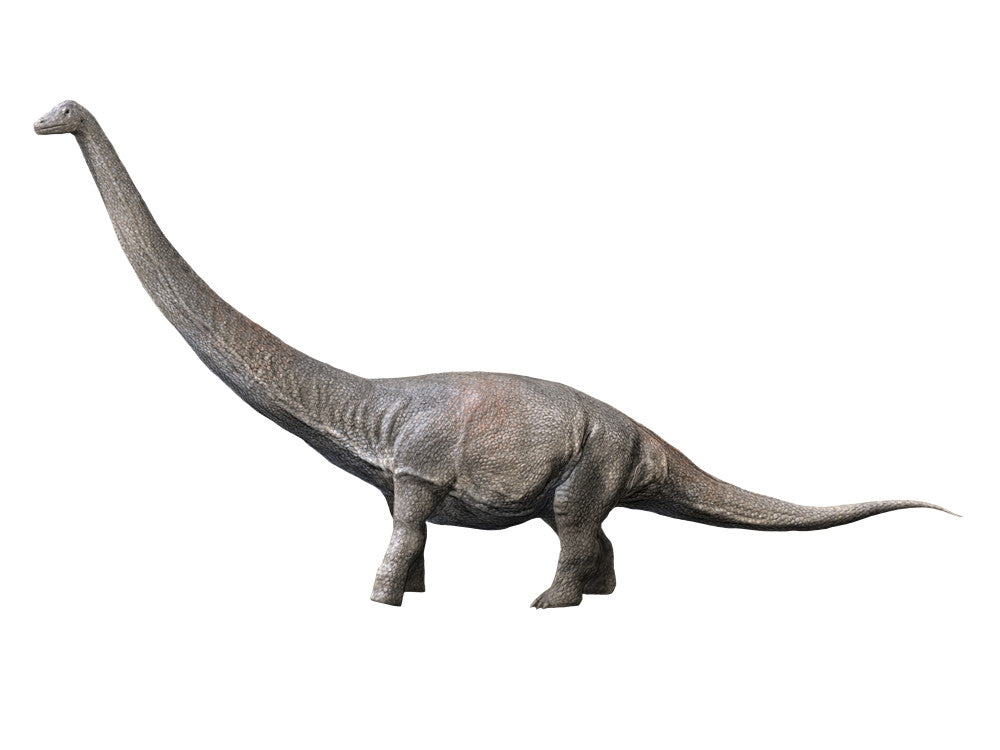 Dreadnoughtus Sauropod Dinosaur Late Cretaceous Poster Print