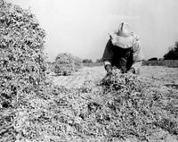 Gathering Peanuts in Washington County, Georgia Poster Print