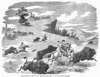 Buffalo Hunt Fine Art Print - 1857 Wood Engraving by Granger Collection