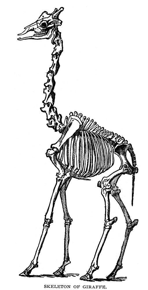 Giraffe Skeleton Engraving Fine Art Print by Granger Collection