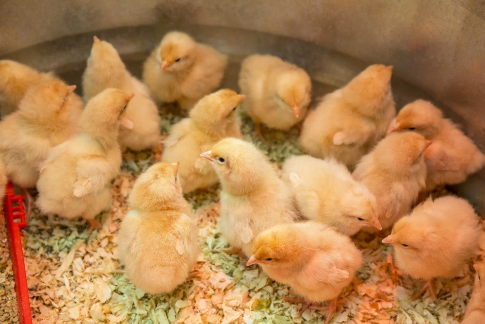 Buff Orpington Chicks Under Heat Lamp Fine Art Print by Janet Horton