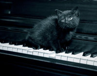 Black Kitten Resting on Piano Fine Art Print