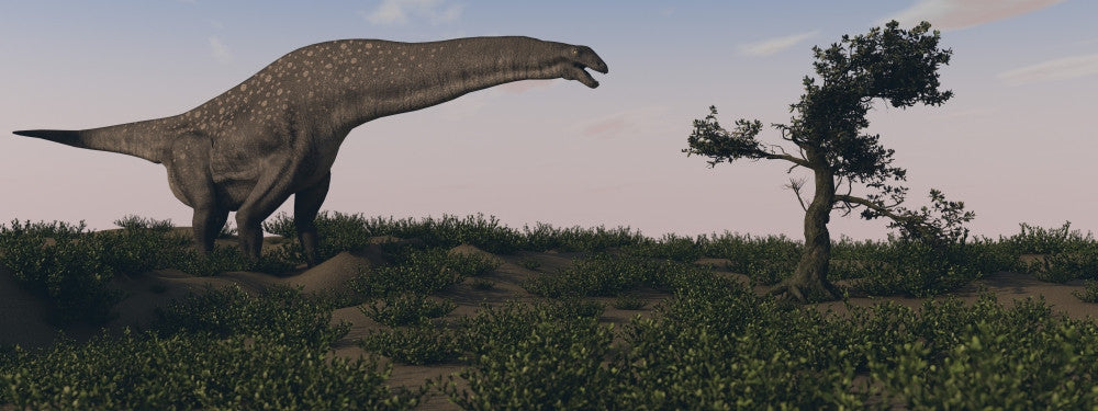 Titanosaurus Grazing in Swamp Grassland Fine Art Print