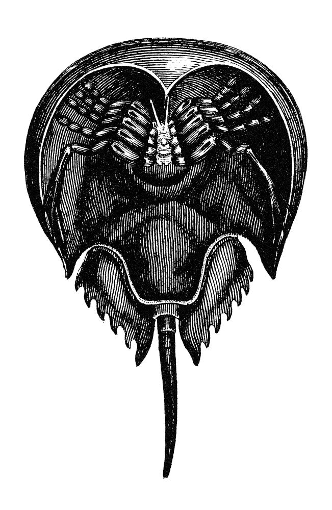 Horseshoe Crab - Underside Engraving (Xiphosurus Sowerbyi) | Granger Collection