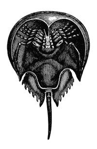 Horseshoe Crab - Underside Engraving (Xiphosurus Sowerbyi) | Granger Collection