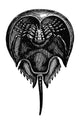 Horseshoe Crab - Underside Engraving (Xiphosurus Sowerbyi) | Granger Collection