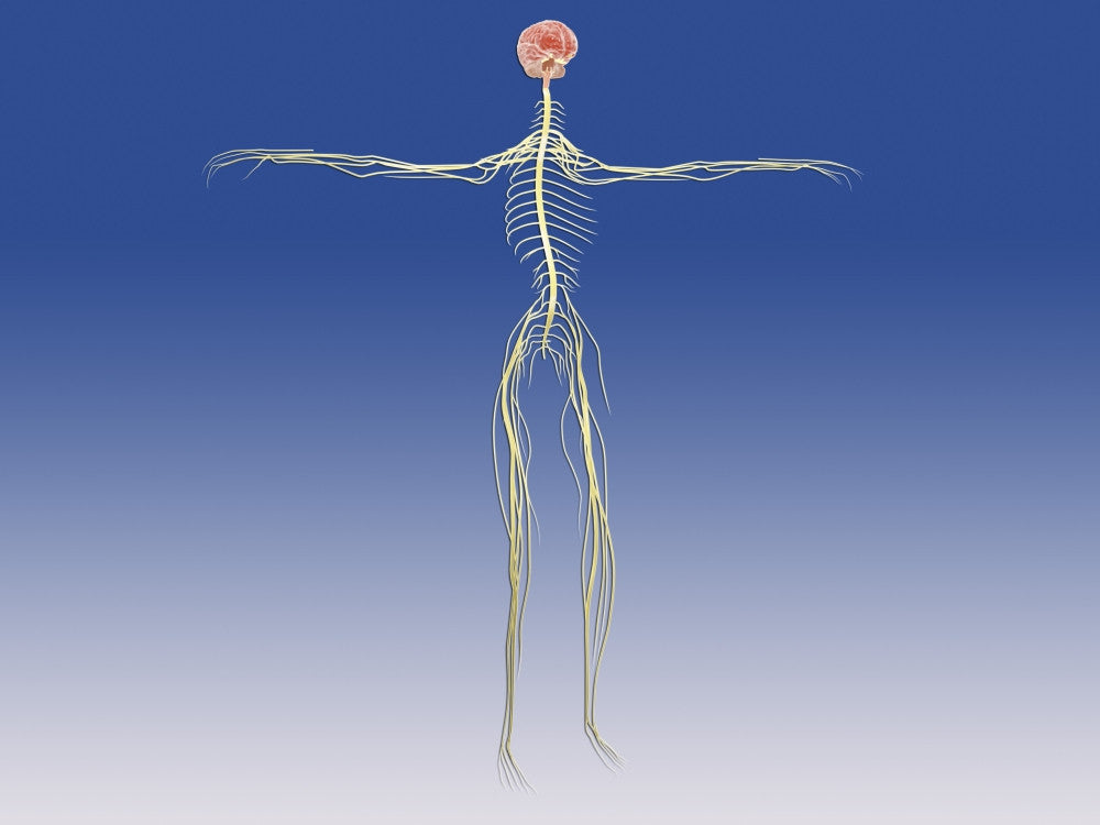 Central Nervous System with Human Brain Fine Art Print