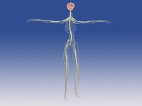 Central Nervous System with Human Brain Fine Art Print