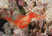 Hairy Ghost Pipefish Fine Art Print by VWPics | Posterazzi