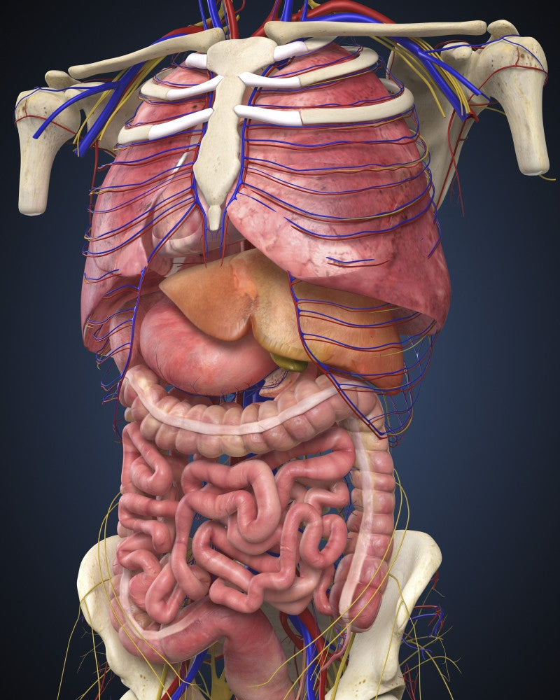 Midsection View of Human Body Internal Organs Fine Art Print