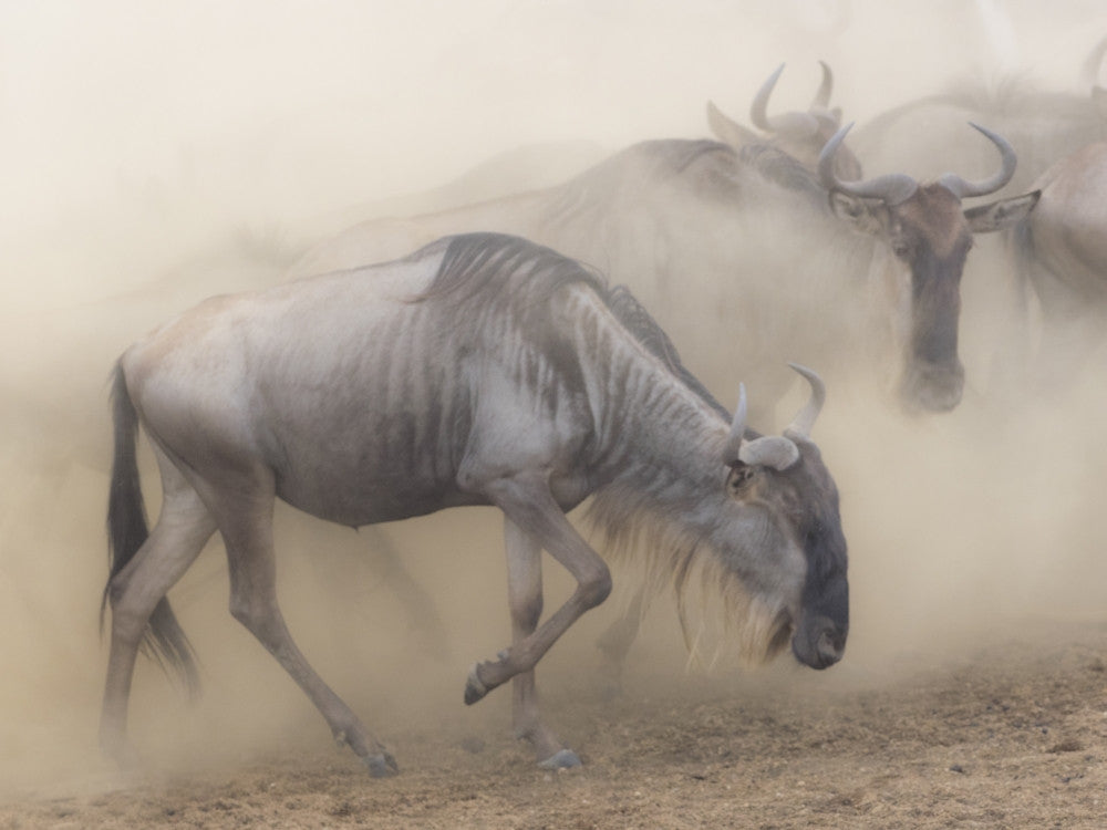 Wildebeest Migration Fine Art Print - Maasai Mara, Africa by Jaynes Gallery