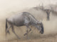Wildebeest Migration Fine Art Print - Maasai Mara, Africa by Jaynes Gallery