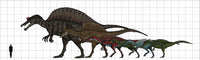 Spinosauridae Size Chart Fine Art Print - Spinosaurus & More