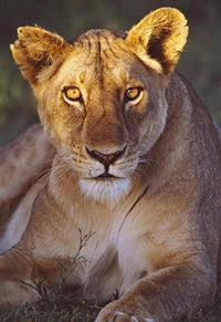 Lioness Tanzania Africa Photo Print by Panoramic Images (17x24)