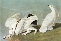 Audubon: Ptarmigan Fine Art Print - Engraving by John James Audubon