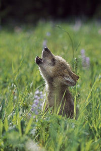 Wolf Puppy Howling in Mountain Meadow Photo Print by David Ponton