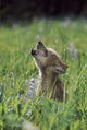 Wolf Puppy Howling in Mountain Meadow Photo Print by David Ponton