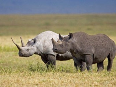 Rhinoceros